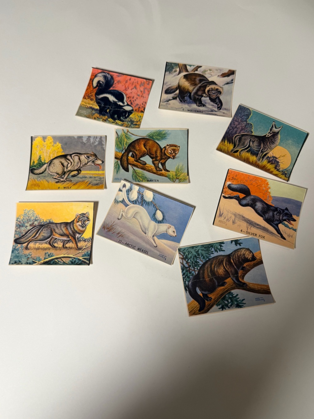 Vintage Wildlife Animal Trading Cards Set of 9 – Colourful Illustrated Collectib